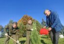 В агрогородке  Коньки   Ляховичского района высажено 18 деревьев туй и можжевельника